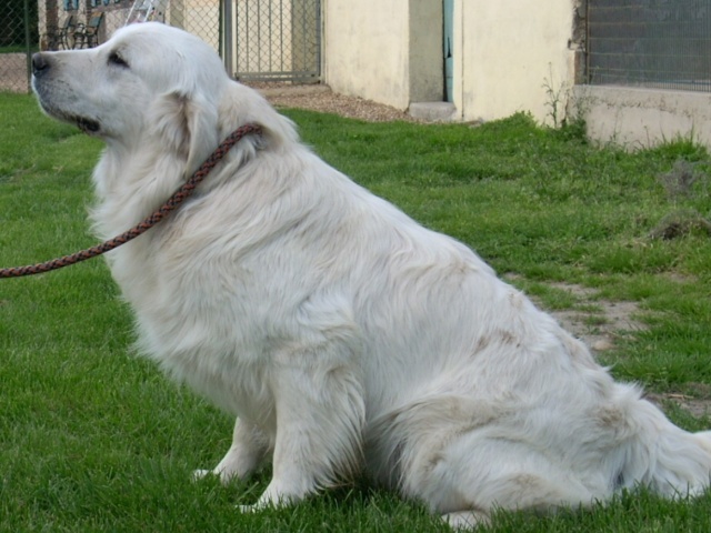 CHELBY Lab 7 ans EUTHANASIE prvue Jeudi [sauv] Chelby10