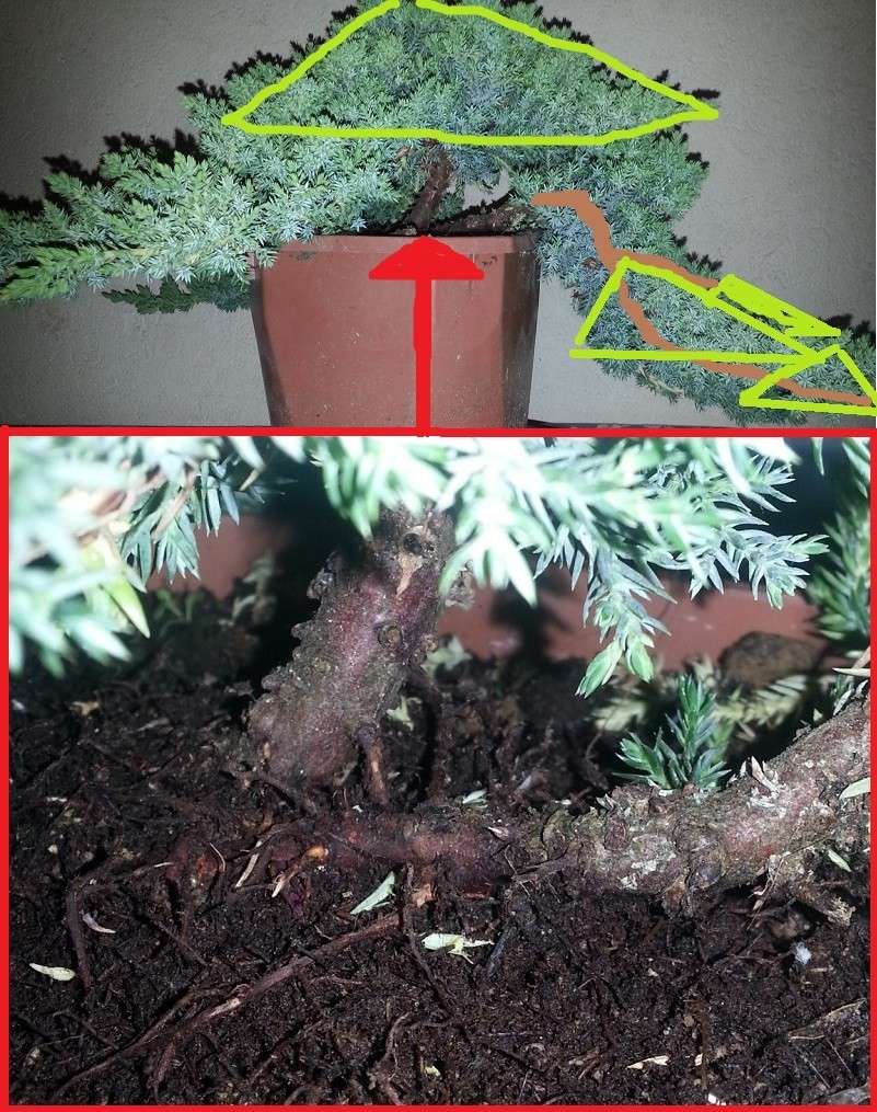 juniperus procumbens nana 20140512