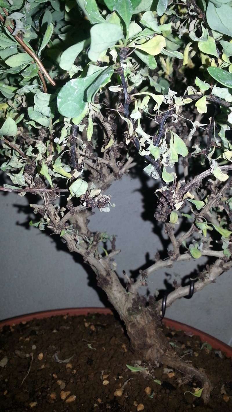 Berberis thunbergii atropurpurea nana 20140716