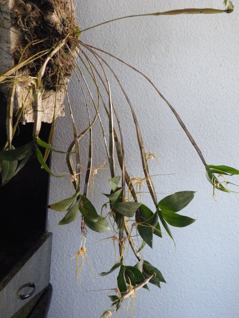 Dendrobium tetragonum var giganteum Dscf2719