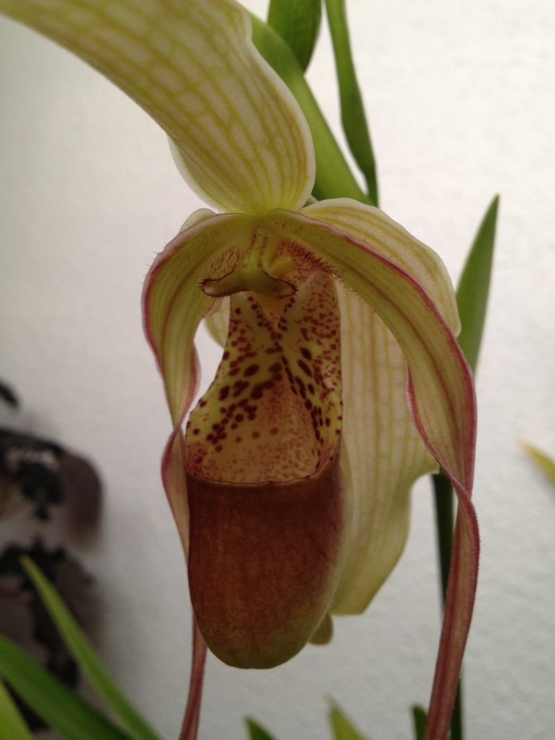 Phragmipedium caudatum Img_0812