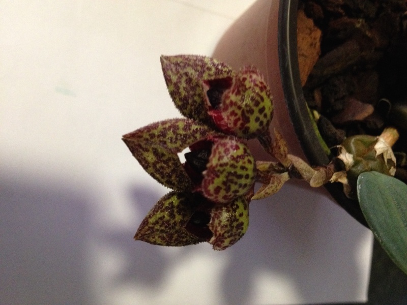 Bulbophyllum frostii Img_1213