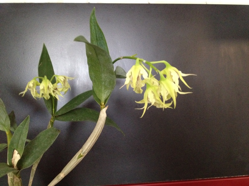 Dendrobium hodgkinsoni Img_1226