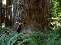 votre - Les arbres ont-ils une influence sur votre spiritualité ? Images56