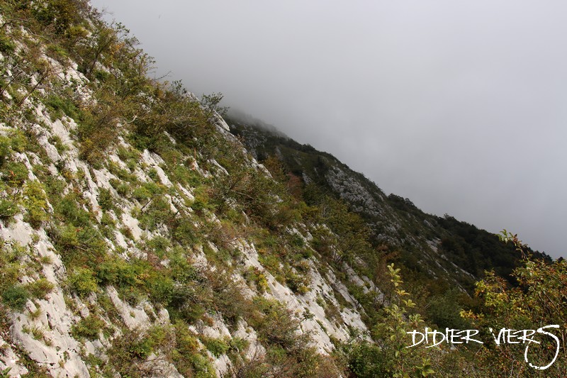 Sempervivum tectorum subsp. decoloratum, Mont Le Reculet, Jura 0410