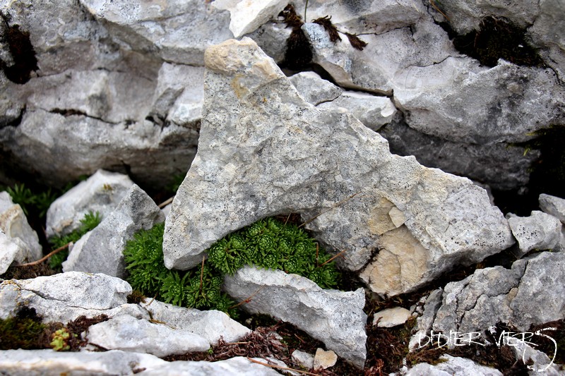 Sempervivum tectorum subsp. decoloratum, Mont Le Reculet, Jura 0711