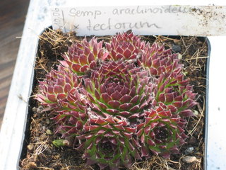 Sempervivum x fauconnetii ???, Grand Montrond, Jura, France 101_ar10