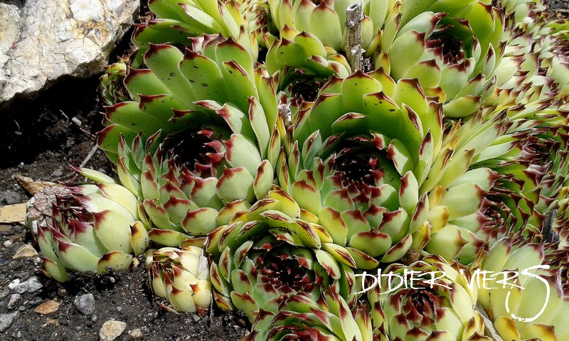 Les Sempervivum calcareum Nigric10