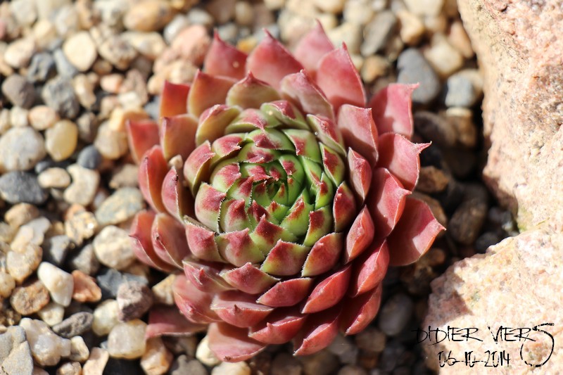 Sempervivum toujours en couleur au mois d'octobre Sempe103