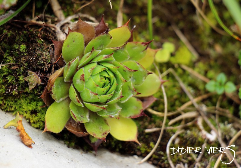 Sempervivum tectorum subsp. decoloratum, Mont Le Reculet, Jura Semper96