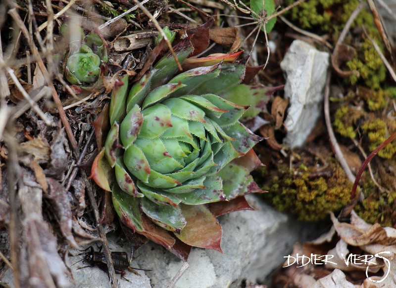 Sempervivum tectorum subsp. decoloratum, Mont Le Reculet, Jura Semper98