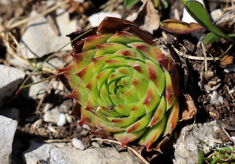 Sempervivum x fauconnetii ???, Grand Montrond, Jura, France Semper99