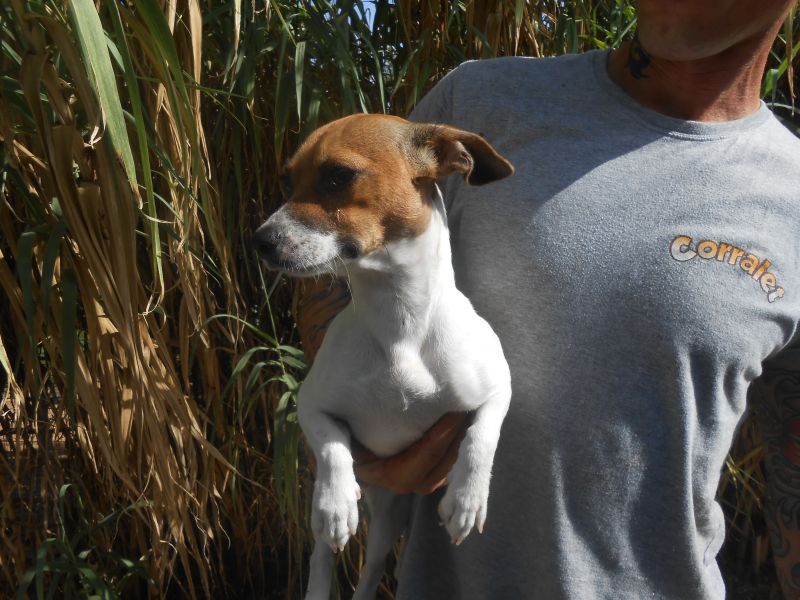 OCTOBRE : Vanina, type Jack Russell Terrier femelle, 2 ans 890510