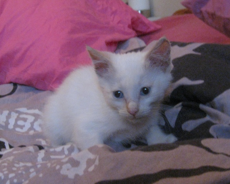 OCTOBRE : Taïko, chaton européen mâle blanc, poils mi-long, 3 mois Img_7414