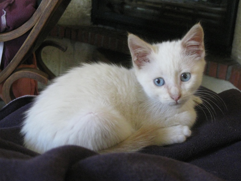 OCTOBRE : Taïko, chaton européen mâle blanc, poils mi-long, 3 mois Img_7812