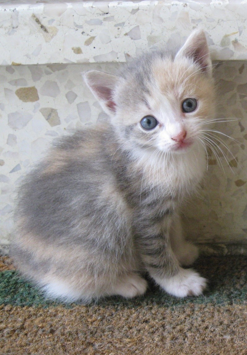OCTOBRE : Janice, chaton européen femelle tricolore, 2 mois Janice10