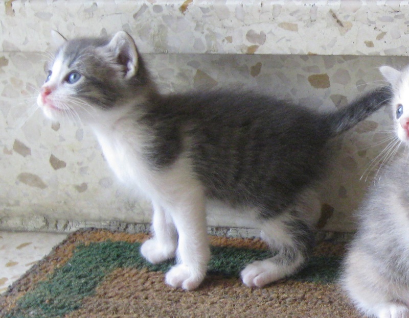 OCTOBRE : Jaïpur, chaton européen mâle gris et blanc, 2 mois Jaypur10