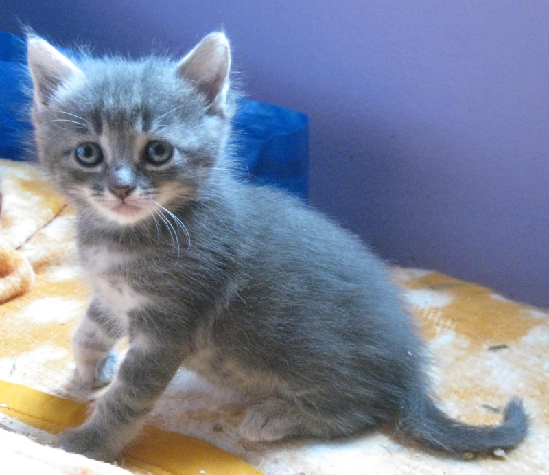 NOVEMBRE : Mikado, chaton européen mâle gris Mikado10