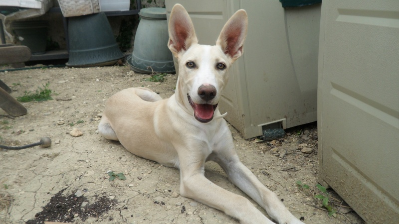 MARS : Churros, croisé terrier mâle, 2 mois Sam_0010