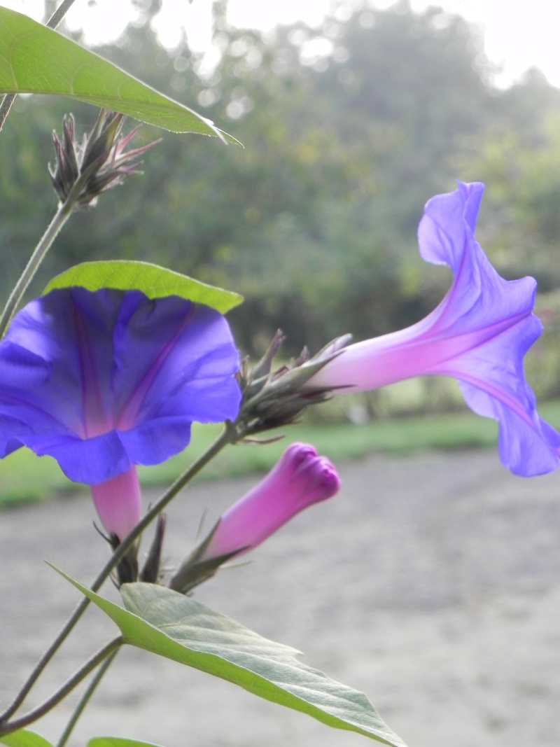 Ipomoea indica (= Ipomoea learii) Ipomye10