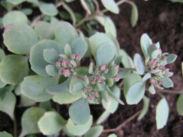 Sedum cauticola Lidakense (petit sedum) Img_8535