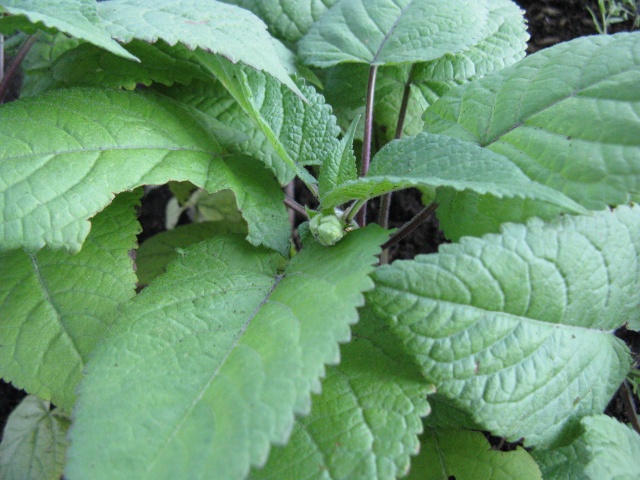 Salvia glutinosa Img_8712