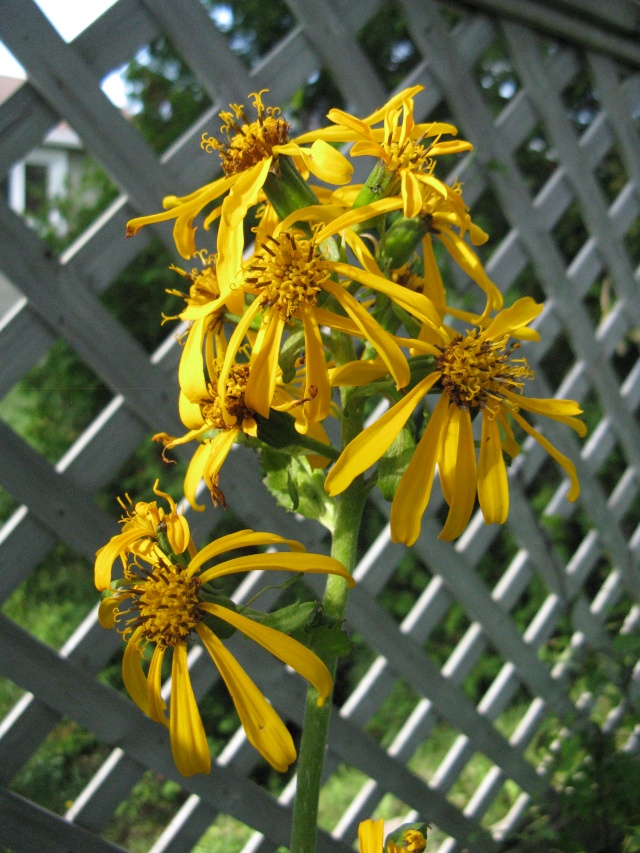 Ligularia hessei 'Gregynog Gold' Img_8735