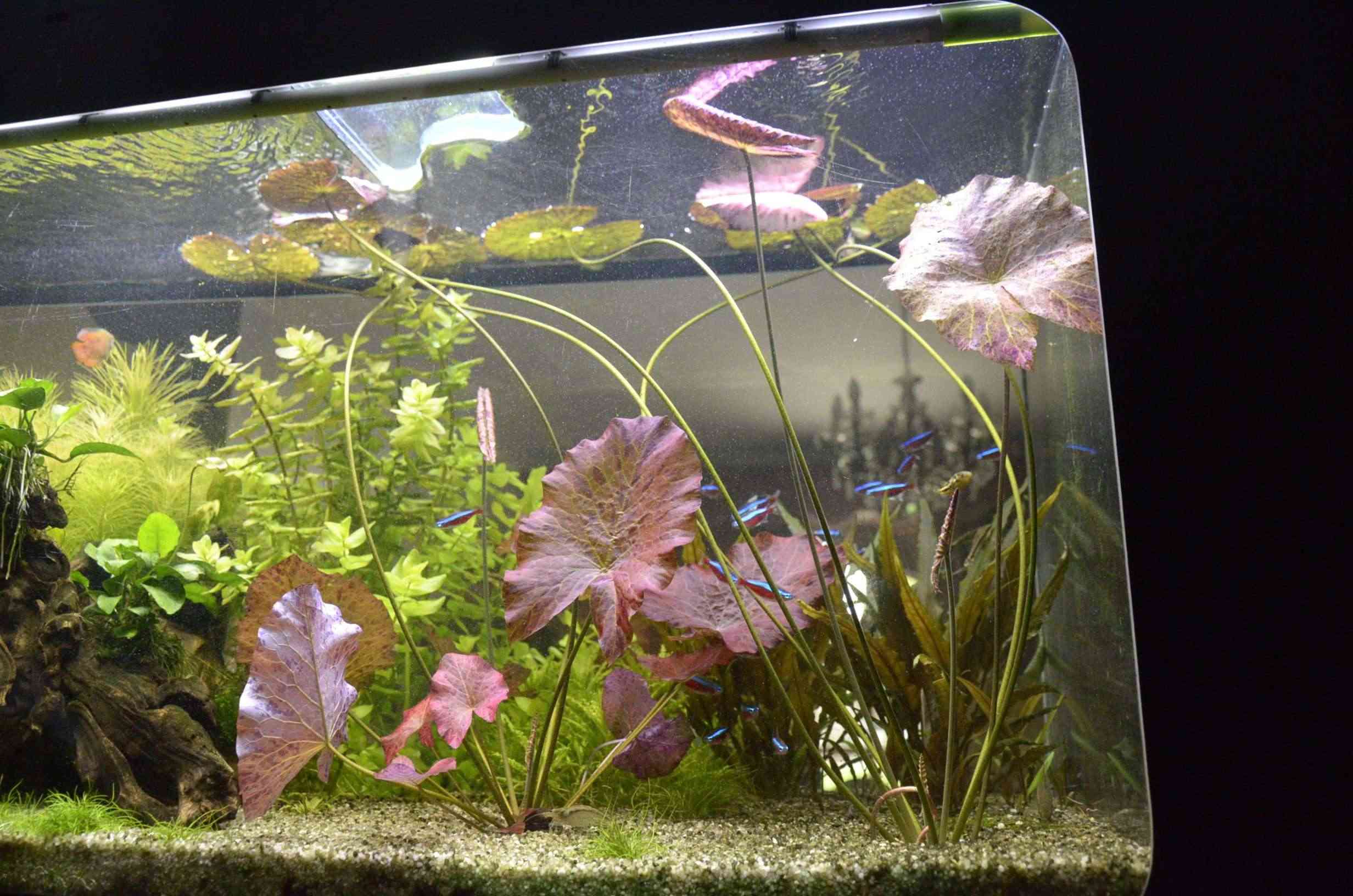 Comment tailler des pogostemon erectus et Nymphaea Lotus? 2014-019