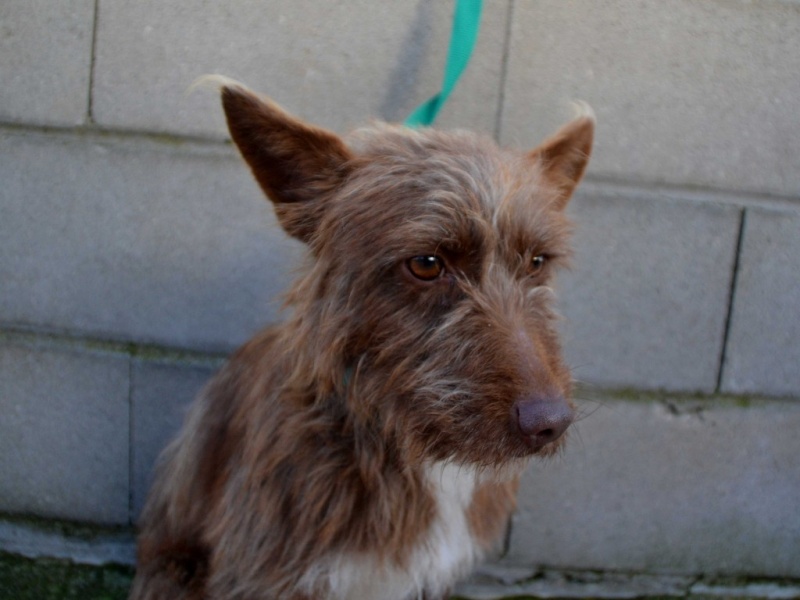 Flor – petite podenca poil dur Scooby France – Adoptée ! En fuite !!! - Page 20 Flor_a10