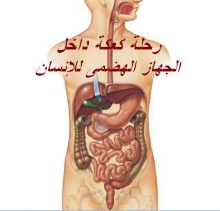 رحلة كعكة داخل الجهاز الهضمى 010