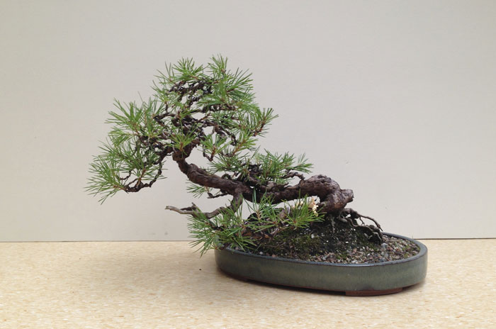 Scots Pine Pine-110