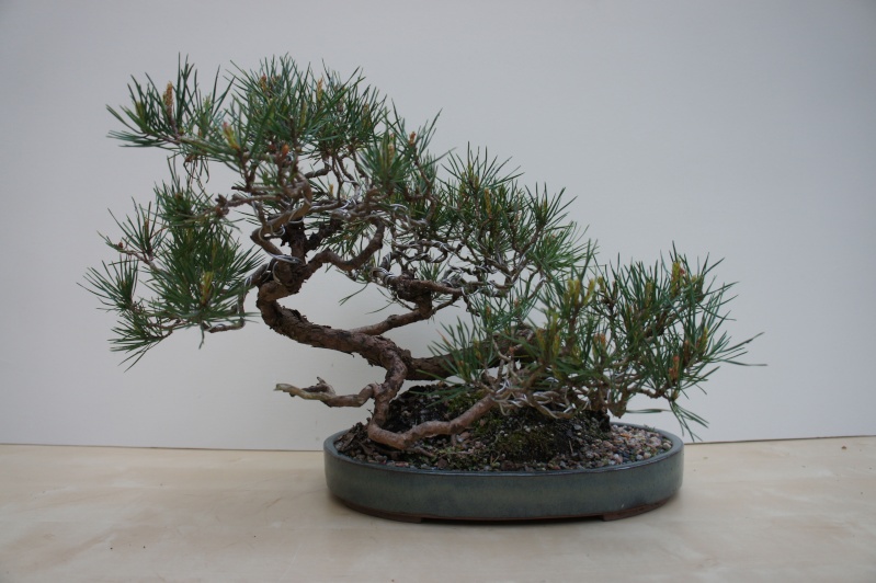 Scots Pine Pine10