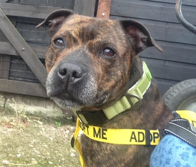 Balloo sbt 10 years Worcester kennels looking for a home Balloo12