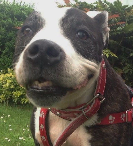 Bruce sbt 12 years Worcestershire Kennels needs a home Bruce_11