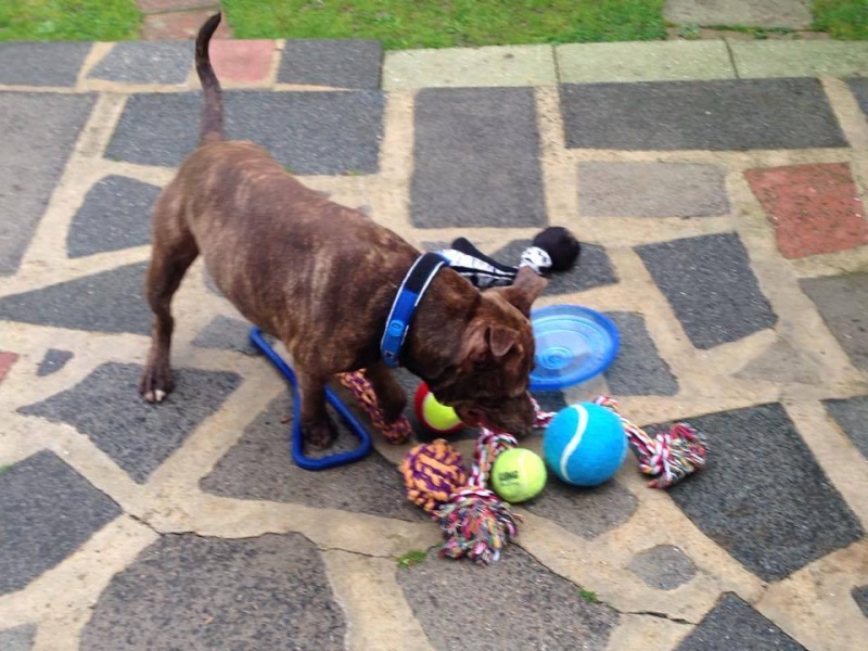 Chance 2 years old looking for home in Worcestershire kennels Chanbc11