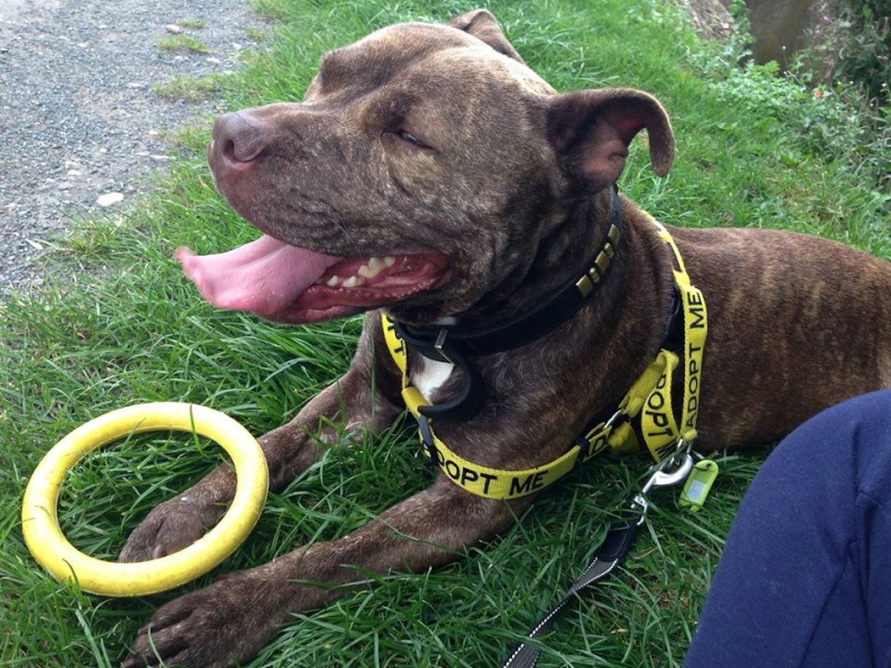 Chance 2 years old looking for home in Worcestershire kennels Chance12