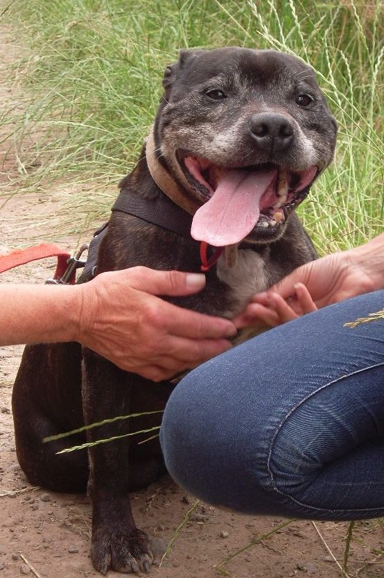 Fifty 10 yo SBT Shropshire kennels needs a home Fifty11