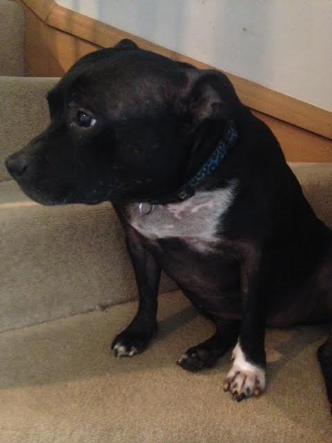 Izzy 8 years sbt needs a new home, Kent area. Izzy_m11