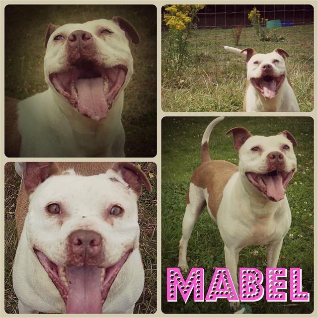 Mabel 8 years sbt needs a home to call her own, Shropshire kennels Mabel_10