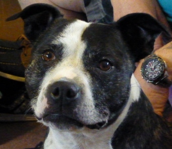 Maisie sbt 6.5 years needs a home in Sussex area Maisie10