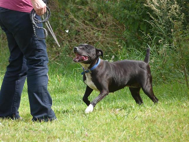 Shannon 8 years sbt looking for a home Shropshire kennels Shanno11
