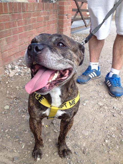 Tyler 8 years sbt needs a home Worcester kennels Tyler_10
