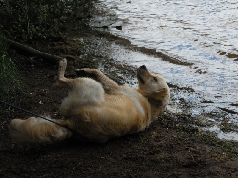 Les aventures d'Icare, Golden retriever  - Page 8 2014-024