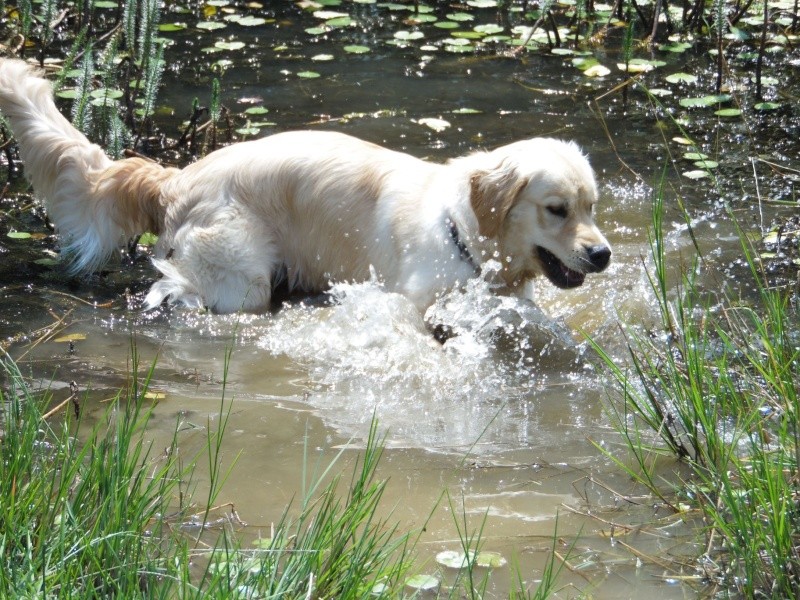 Les aventures d'Icare, Golden retriever  - Page 8 2014-031