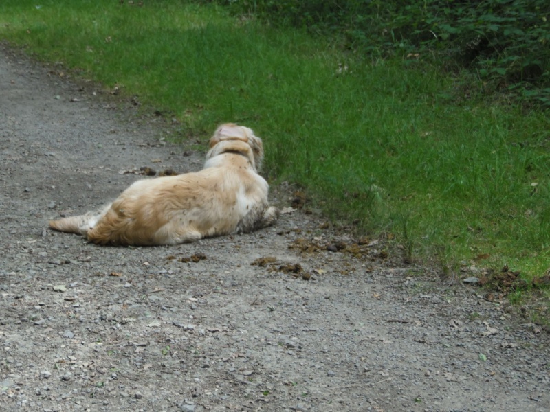 Les aventures d'Icare, Golden retriever  - Page 8 2014-037