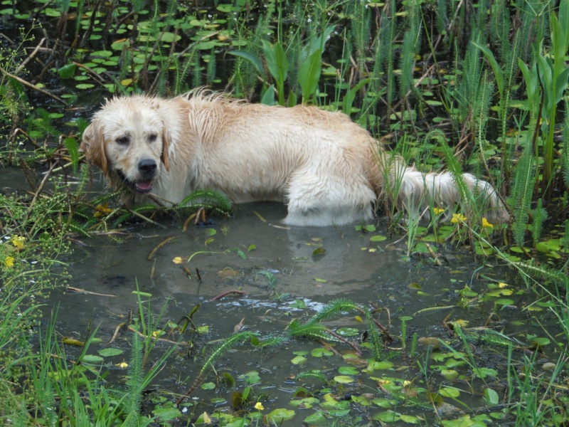 Les aventures d'Icare, Golden retriever  - Page 9 2014-044