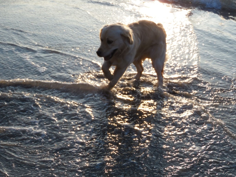 golden - Les aventures d'Icare, Golden retriever  - Page 7 Sam_6211