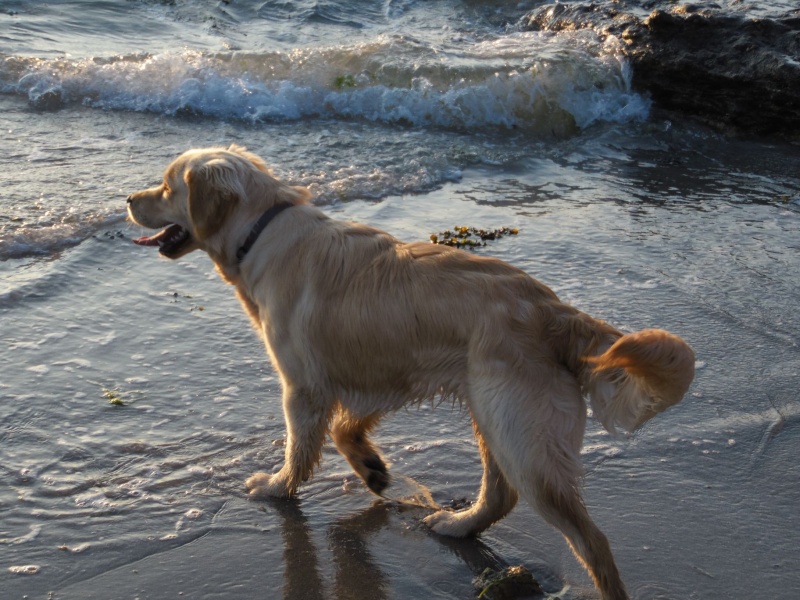 Les aventures d'Icare, Golden retriever  - Page 7 Sam_6217