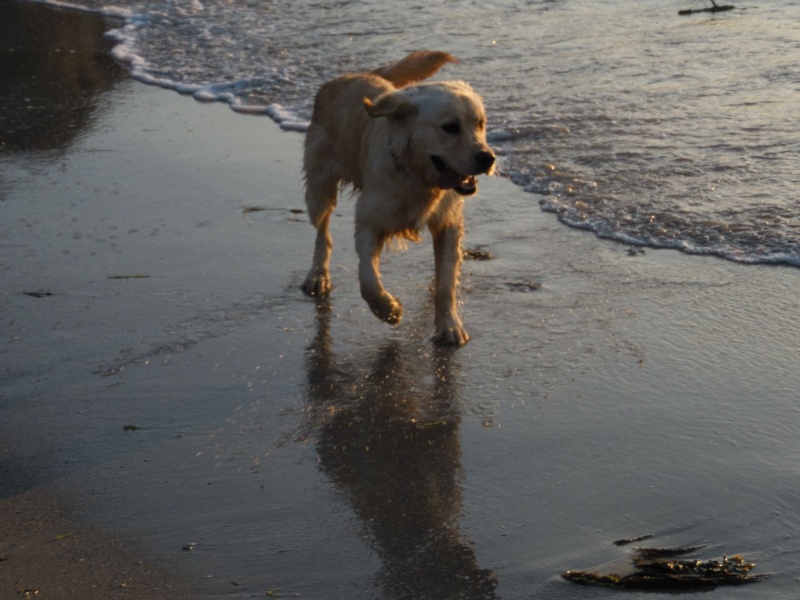 Les aventures d'Icare, Golden retriever  - Page 7 Sam_6221