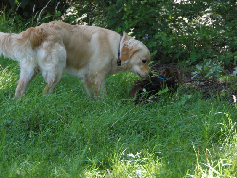 Les aventures d'Icare, Golden retriever  - Page 8 Sam_6612